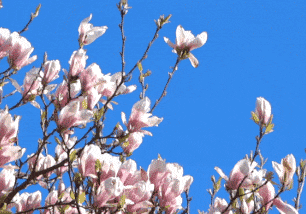 MMMflowers