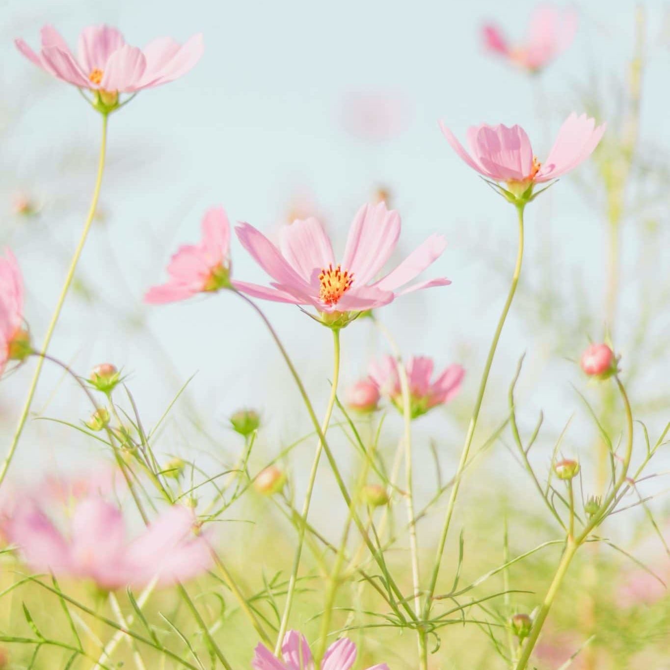 Spring Flowers