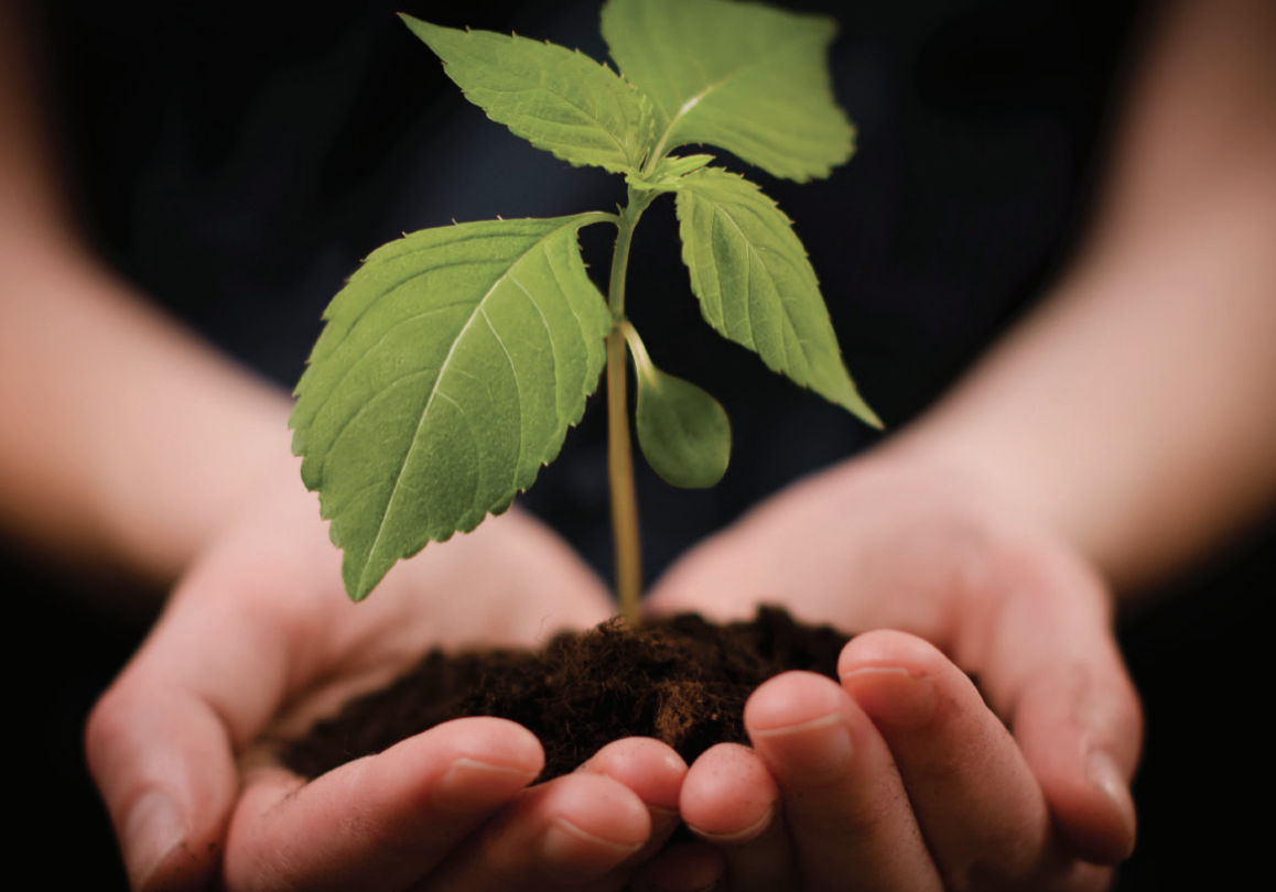 Hands Plant Growing Hands Plant Growing